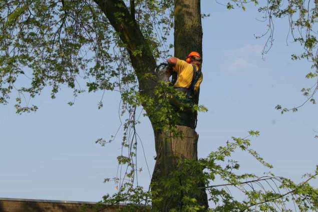 bomen rooien bomen kappen hovenier Nijbroek Niftrik Nieuwstad Nieuwgraaf Nieuwwaal Niersen Nettelhorst Nergena Nekkeveld Neesteind Neede Nederwoud Nederbiel Mullegen Mossel